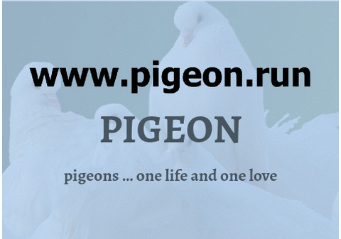 pigeons one life one love